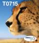 Epson C13T07154511 2LB EasyMail MP Cheetah DURABrite Ultra CMYK