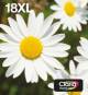 Epson C13T18164511 3LB Multipack 4-Farben 18XL EasyMail
