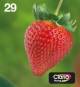 Epson C13T29864511 1LB Multipack 4-Farben 29 EasyMail