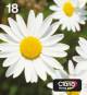 Epson C13T18064511 3LB EasyMail MP Daisy Claria Multipack Home CMYK